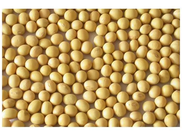 EFECTOS. La soja en el NOA no sería tan buena como la de 2011.  