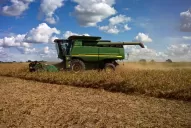 La soja de grupos cortos cosechada tiene pérdidas de hasta el 60%, y es de mala calidad