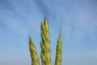 ¿Qué sembramos después de la soja?