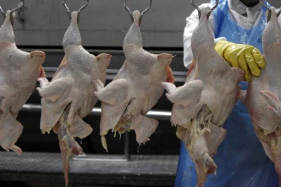 El precio que se paga por el pollo entero en góndola es distinto al que cobra el productor