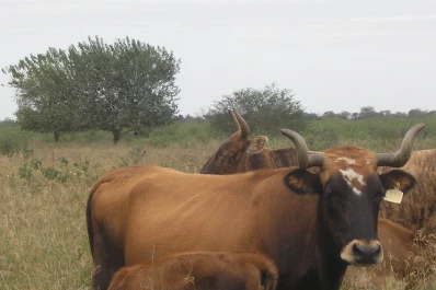 Los ganaderos deberían incorporar el bovino criollo