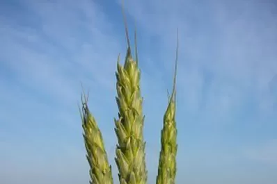 ¿Qué sembramos después de la soja?