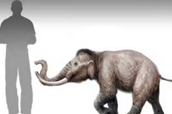 Descubrieron que existió un minimamut que no alcanzaba el metro de altura