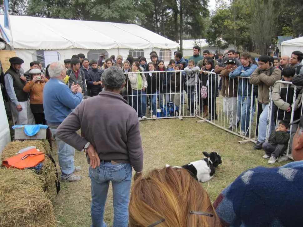 APRENDIENDO Y SUMANDO EXPERIENCIA. La imagen muestra una charla técnica que se realizó sobre Manejo de terneros en la Expo Láctea 2011. En la muestra de este año se desarrollarán diversas actividades de formación. GENTILEZA  DANIEL ARTURO VACA