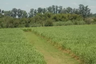 El factor climático condicionó la maduración,  lo que derivó en materia prima de baja calidad