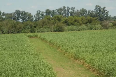 El factor climático condicionó la maduración,  lo que derivó en materia prima de baja calidad