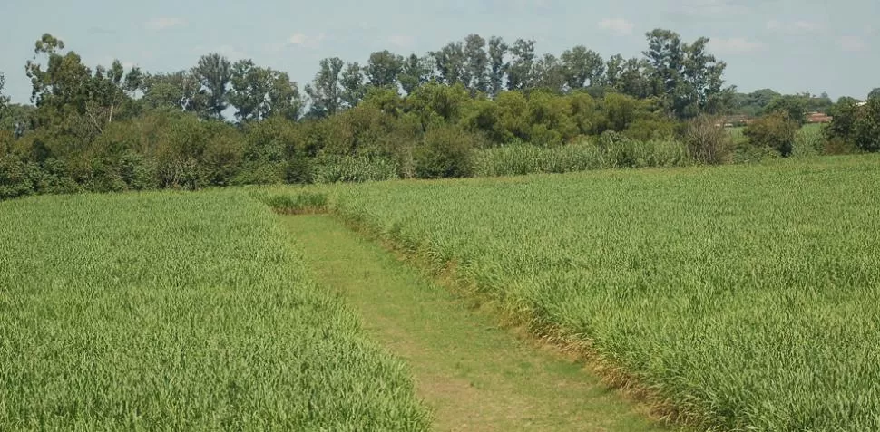 ESCASO DESARROLLO. Las intermitencias climáticas provocaron que las plantas, en muchos cañaverales, no lograran el crecimiento esperado por el productor. LA GACETA / FOTO DE OSVALDO RIPOLL