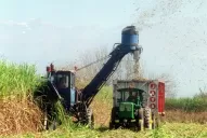 La maduración del cañaveral está por debajo de lo esperado