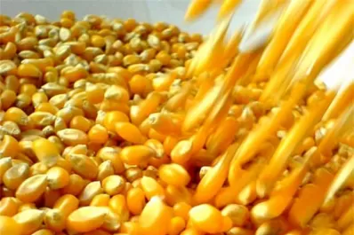 Maizar reclama por el precio de los fletes