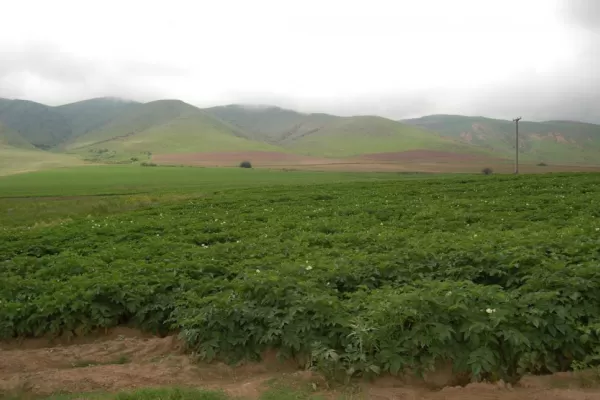 La meta es aumentar el consumo de papa