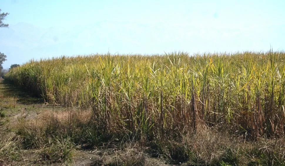 NEGATIVO. Los cañaverales muestran desarrollos muy diferenciados. LA GACETA / FOTO DE OSVALDO RIPOLL 