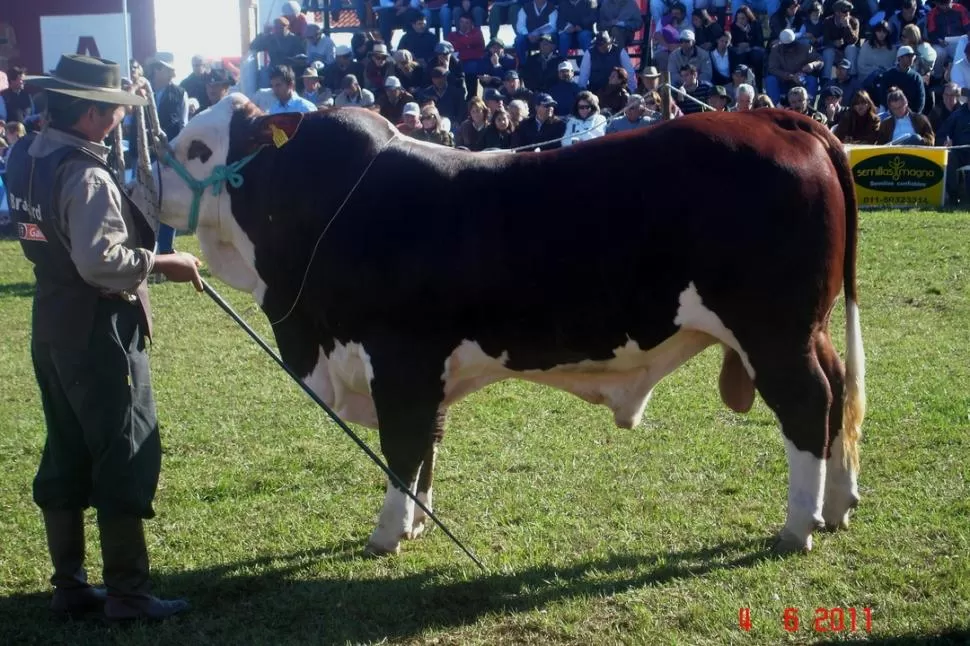 BUEN TUCUMANO. La genética Braford es muy buscada por su rusticidad. El toro es de una cabaña de Tucumán.  