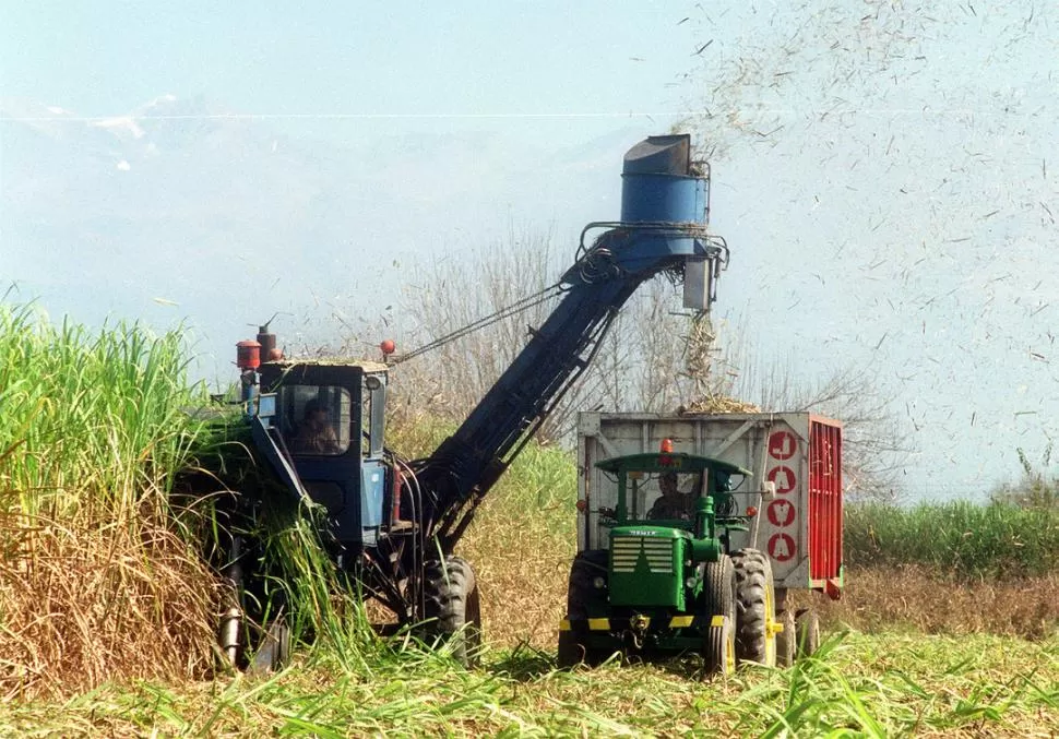 TODOS. Los Balcanes anunció que cosechará el 100% de los lotes cultivados. LA GACETA / FOTO DE OSVALDO RIPOLL  