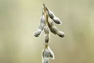 Presentarán las últimas novedades en soja y maíz