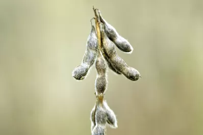 Presentarán las últimas novedades en soja y maíz