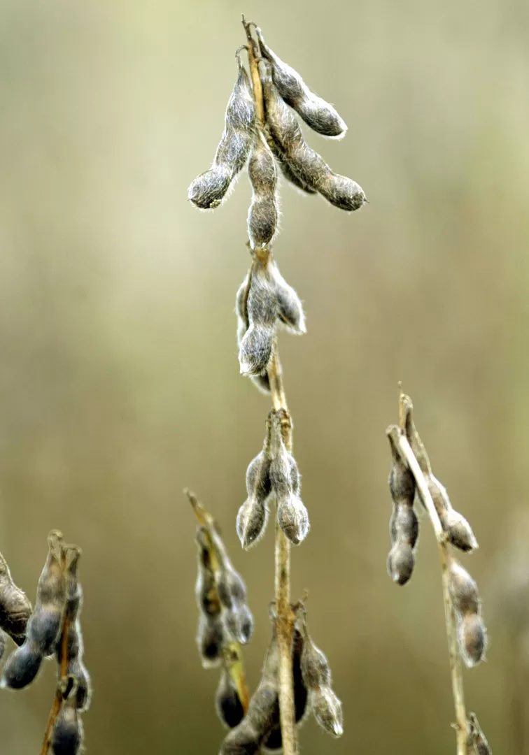 MAL AÑO. La campaña sojera cerrará un ciclo con demasiados vaivenes. REUTERS