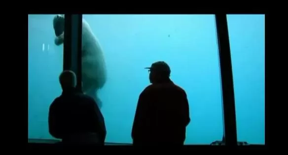 EL GRAN ESCAPE. El oso polar lanzó una roca contra el vidrio en dos ocasiones. CAPTURA DE VIDEO