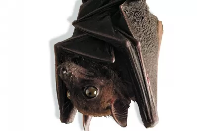 Los murciélagos demostraron que también levantan suspiros