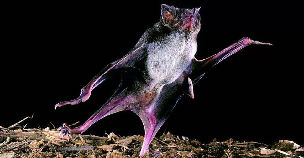 DIFERENTES. Los vampiros son los únicos capaces de despegar del suelo para volar. 