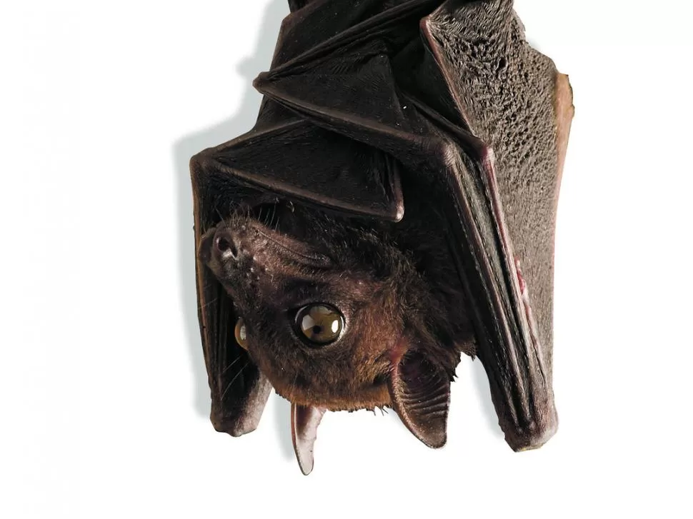  LA GACETA / FOTO DE ANTONIO FERRONI