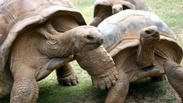 FINAL. La relación se terminó para Bibi y Poldi. FOTO TOMADA DE TN.COM