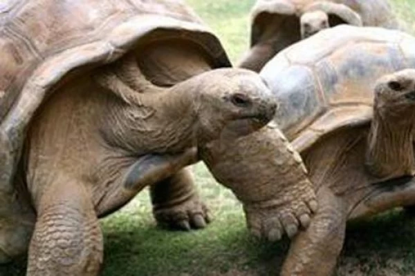 Se divorciaran luego de 115 años de casadas