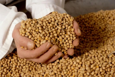 La industrialización de  la soja en abril disminuyó hasta un 6,5% interanual