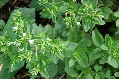 En Perico, Jujuy, se realizará el III Congreso Internacional de Stevia