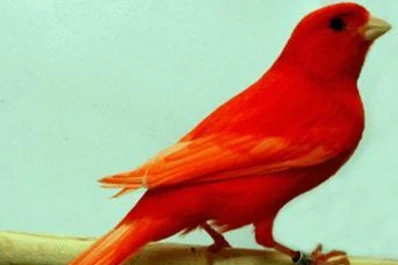 El mundo inmenso de los canarios