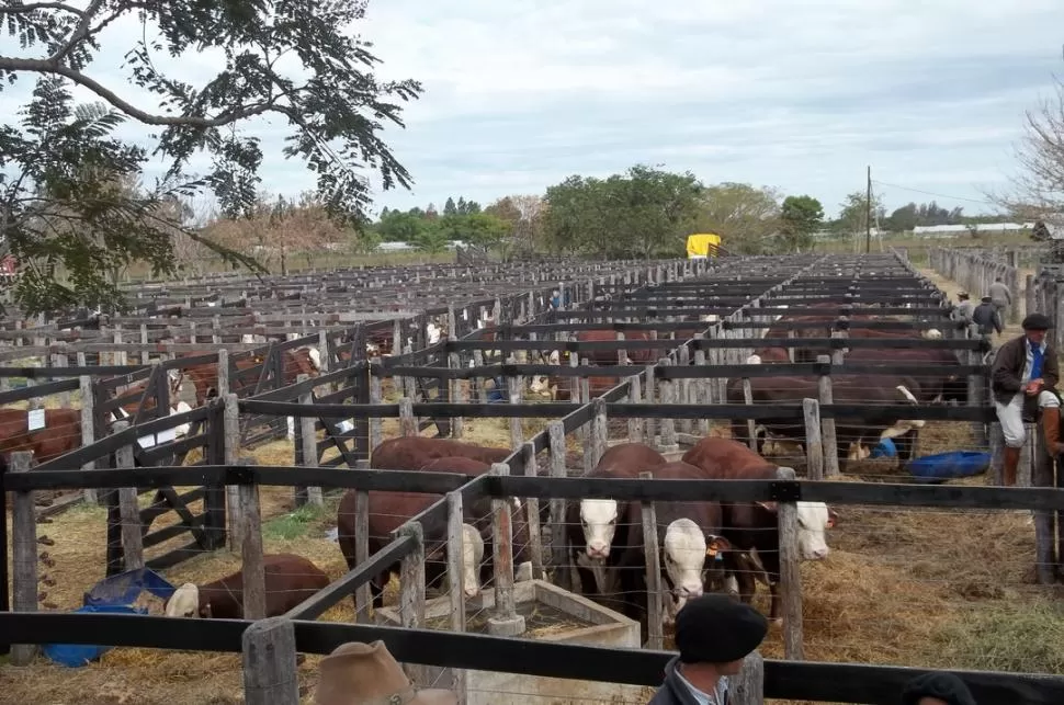 LA MARCA.- En los corrales de la Expo Nacional se vio el desarrollo de la raza. LA GACETA / ARCHIVO