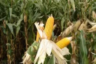 El maíz respondió de mejor manera ante la sequía