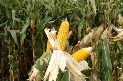 El maíz respondió de mejor manera ante la sequía