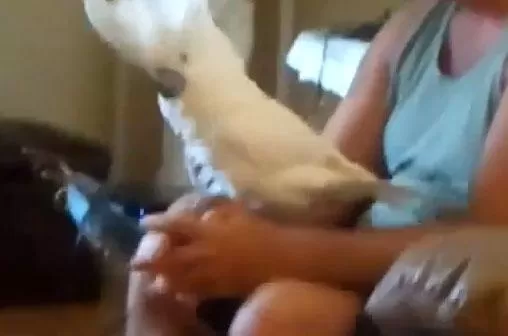 ROCKERA. La cacatúa baila al ritmo de AC/DC. CAPTURA DE VIDEO.