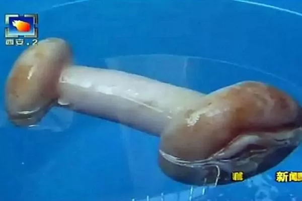 NO ES LO QUE PARECE. El hongo era un juguete sexual. FOTO TOMADA DE METRO.CO.UK