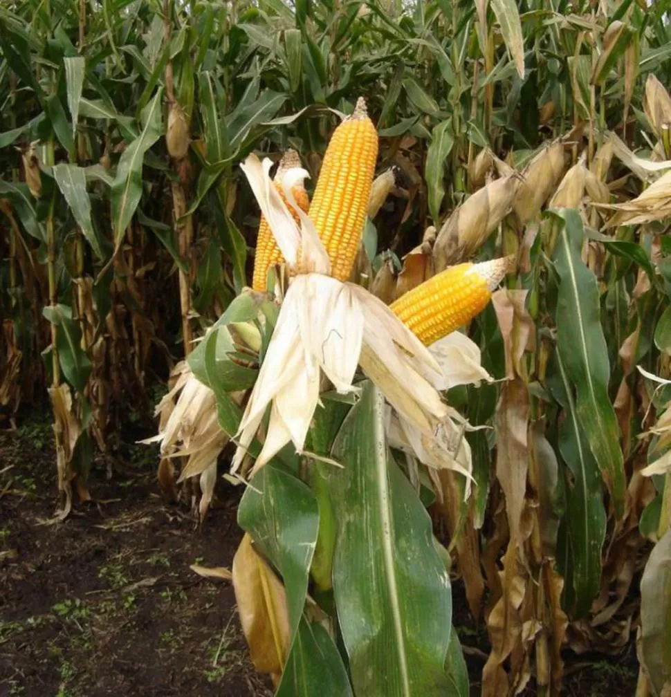 MAÍZ. Se registraron buenos rindes  y aún falta mucho para trillar. 