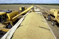 La falta de lluvias limitó el desarrollo de plantas