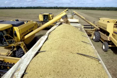 La falta de lluvias limitó el desarrollo de plantas