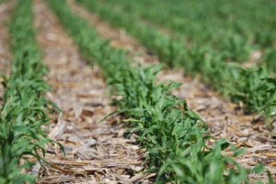 Siembra directa, una buena práctica de cultivo