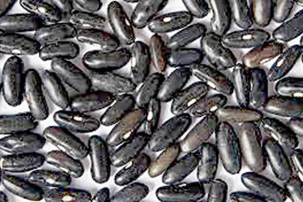 La sequía afectó muy fuerte el rendimiento del poroto negro