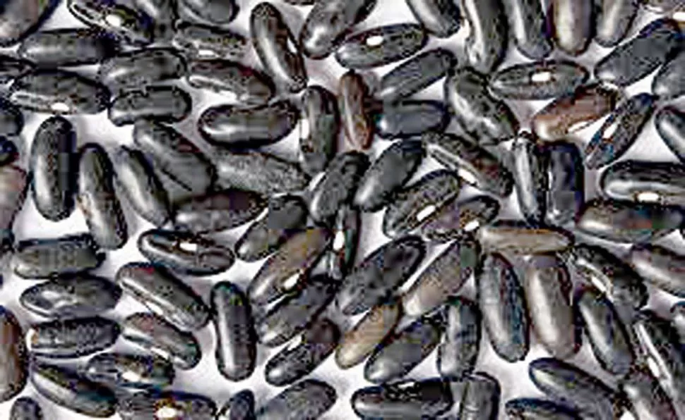 La sequía afectó muy fuerte el rendimiento del poroto negro