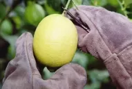 Estamos jaqueados por el desfasaje de costos en dólares