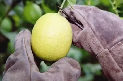 Estamos jaqueados por el desfasaje de costos en dólares