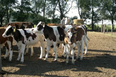 El consumidor destaca a la carne de novillo holando como buen producto