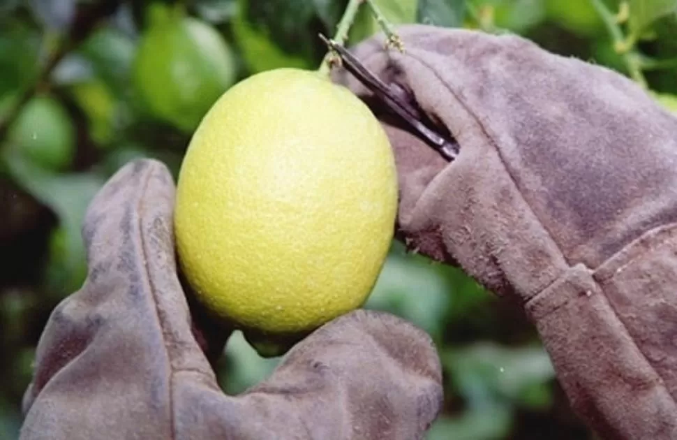 IMPACTO LABORAL. El costo de la mano de obra tiene gran incidencia. GENTILEZA ATC