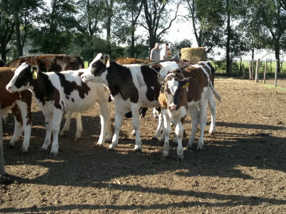 CAMBIO DE MODALIDAD. El novillo holando se faena actualmente en forma de ternero bolita, sin peso mínimo. ESTANCIAYUCAT.ORG.AR