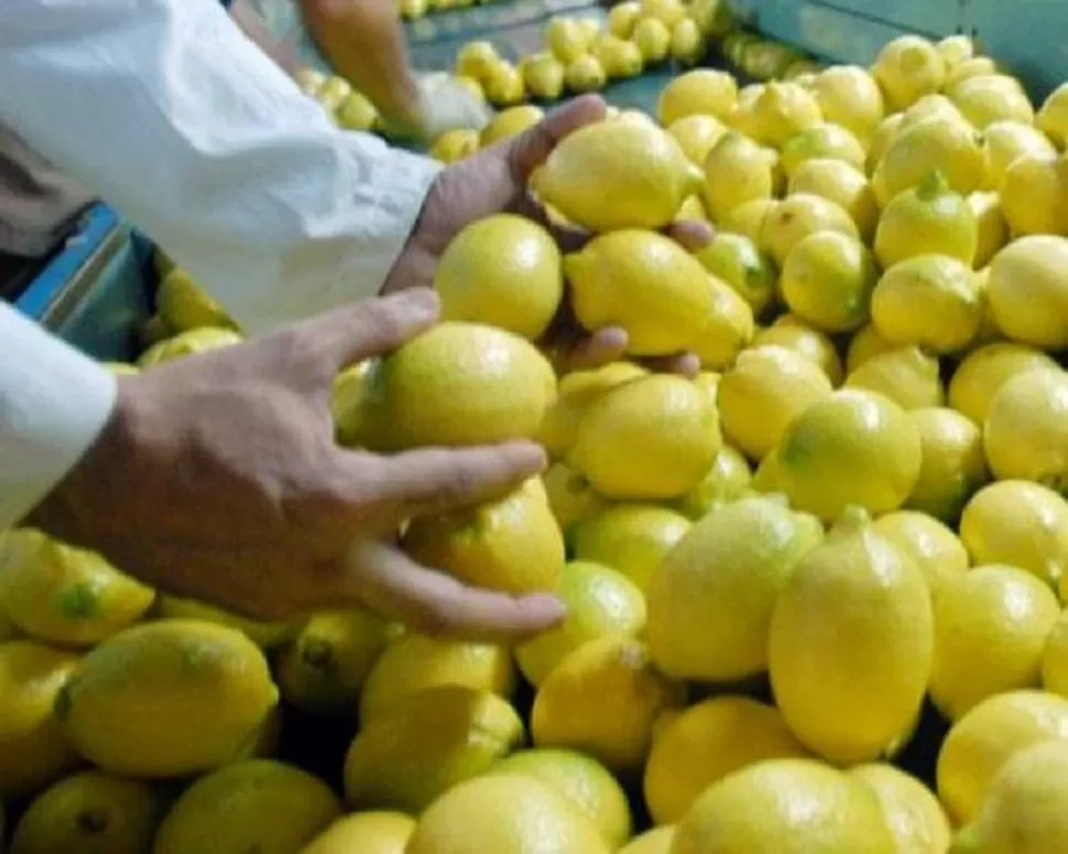EL SENASA. Los inspectores seleccionan la fruta para someterla a controles. 