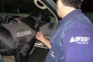 Una perra de la AFIP detectó 187.000 reales ocultos en el airbag de una camioneta