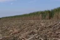 La cosecha en verde y el manejo del RAC es el camino a transitar por la actividad azucarera