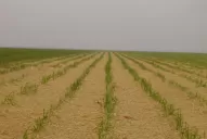 La cobertura ayuda a mantener humedad