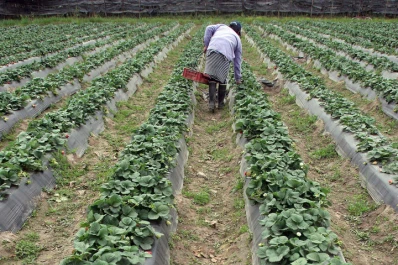 INTA: Jornada de Actualización del Cultivo de Frutilla